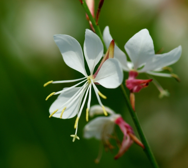 Gaura lindheimeri.jpg