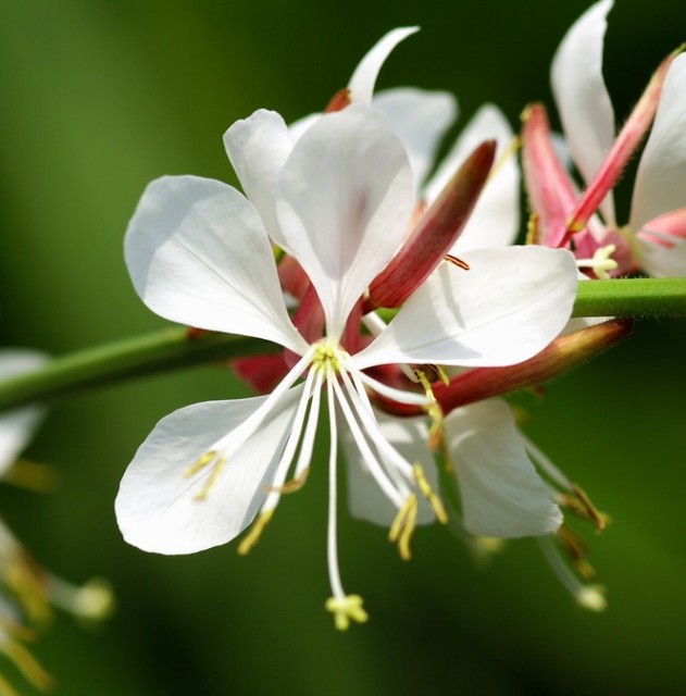 Gaura lindheimeri2.jpg