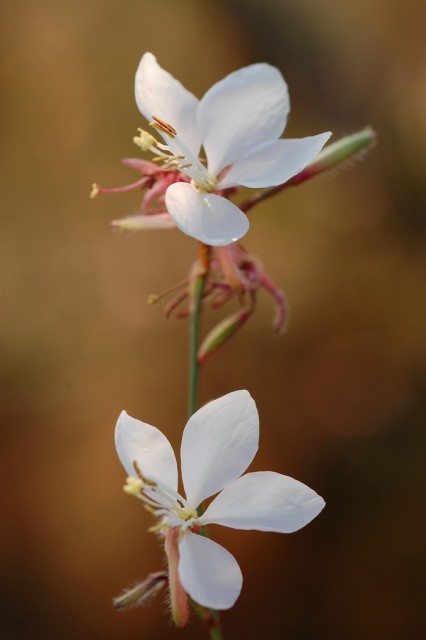 Gaura lindheimeri4.jpg