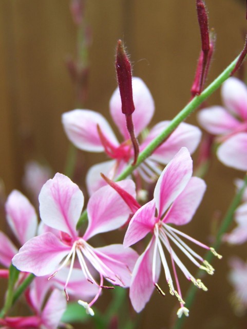 Indian Feather --Gaura lindheimeri.jpg