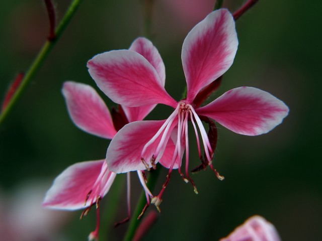 Pink Gaura-- Gaura lindheimeri.jpg