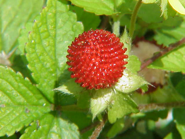 Duchesnea_indica--蛇莓.jpg