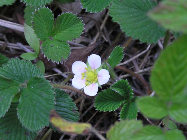 Fragaria nilgerrensis.jpg