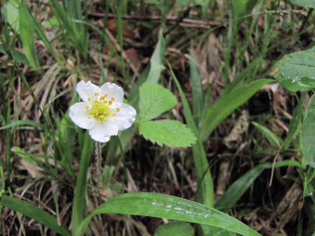 Fragaria yezoensisH.Hara  蝦夷草莓.jpg