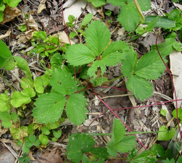 Fragaria_iinumae飯沼草莓.jpg