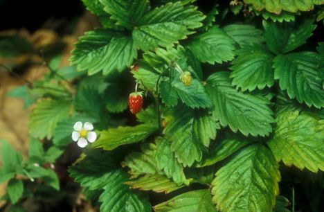 Fragaria_vesca.jpg