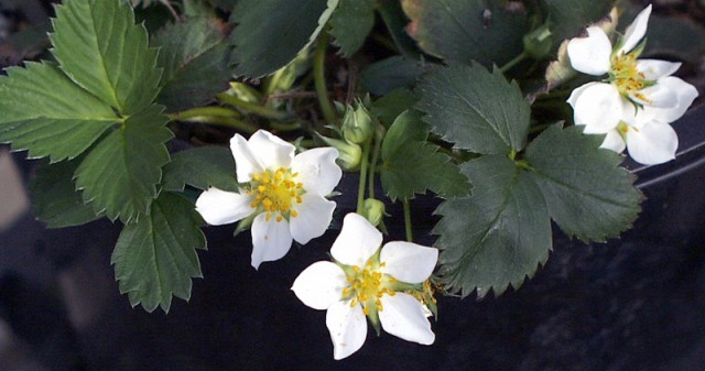 Fragaria_virginiana.jpg