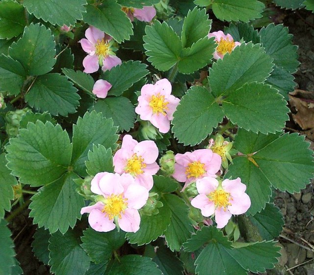 Pink_Panda1--Fragaria × Potentilla hybrids紅花草莓.jpg