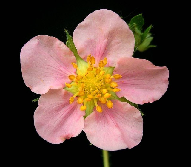 Pink_Panda5--Fragaria × Potentilla hybrids紅花草莓.jpg