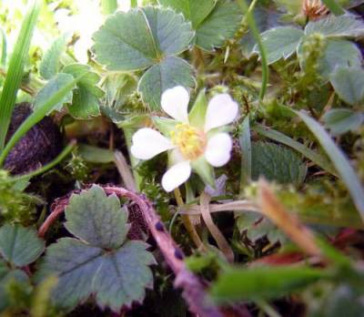 Potentilla_sterilis--Barren Strawberry.jpg