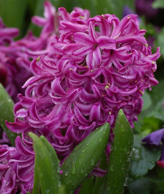 Garden_Hyacinth_Hyacinthus_orientalis_'Purple_Voice'_Flower_1644px.jpg