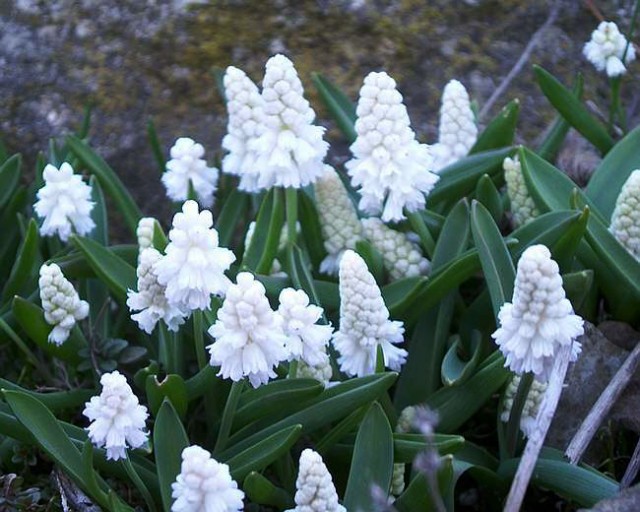 Hyacinthella-leucophaea.jpg