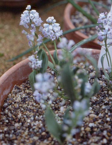 Hyacinthella-campanulata.jpg