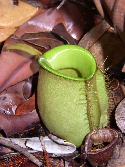 Nepenthes ampullaria.jpg