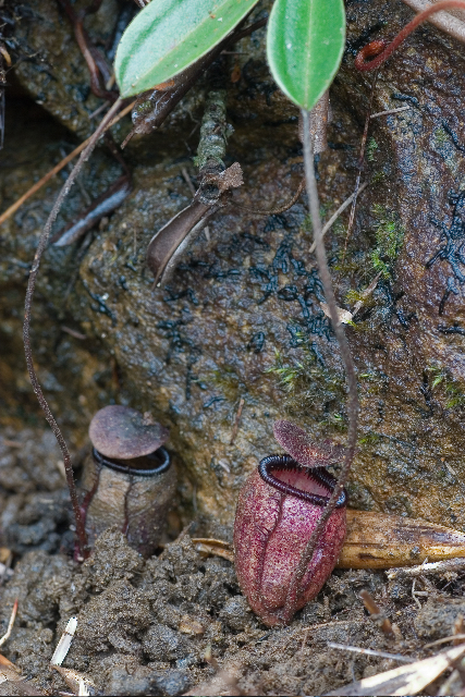 Nepenthes argentii.jpg