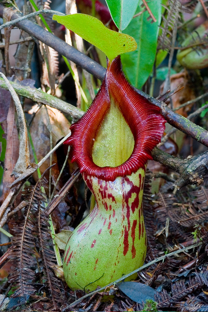 Nepenthes burkei.jpg