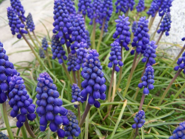 Muscari_armeniacum_4.jpg