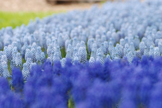 Muscari.jpg