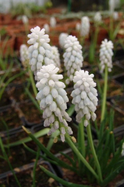 muscari (2).jpg