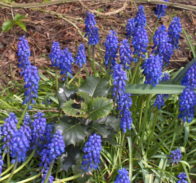 Muscari_botryoides01.jpg