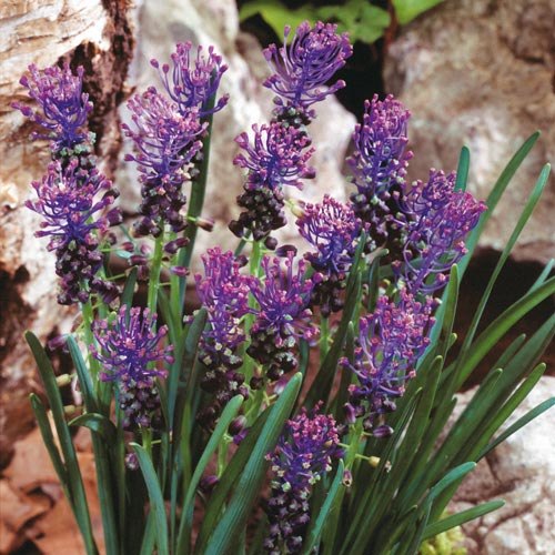 muscari_comosum_brn.jpg
