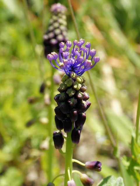 Muscari_comosum_flowers).jpg