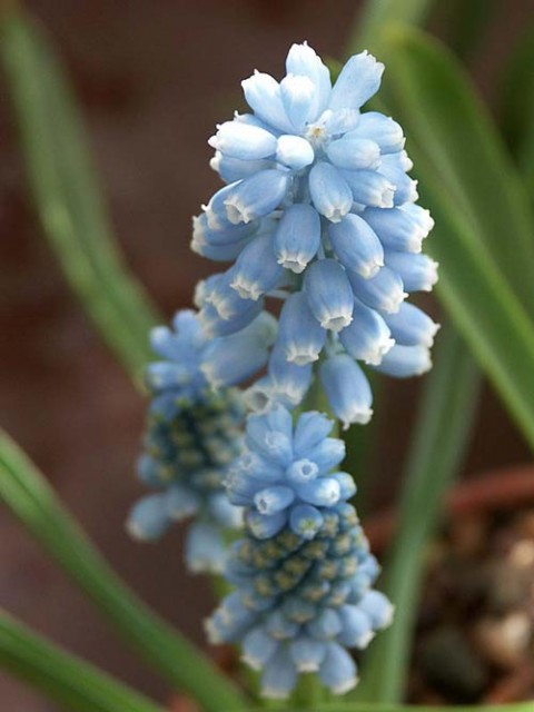 muscari_eleyna.jpg