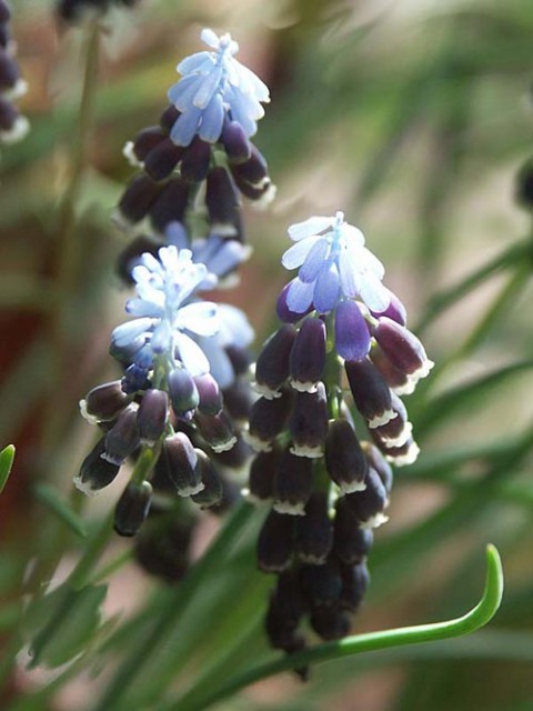 muscari_kerkis_l.jpg