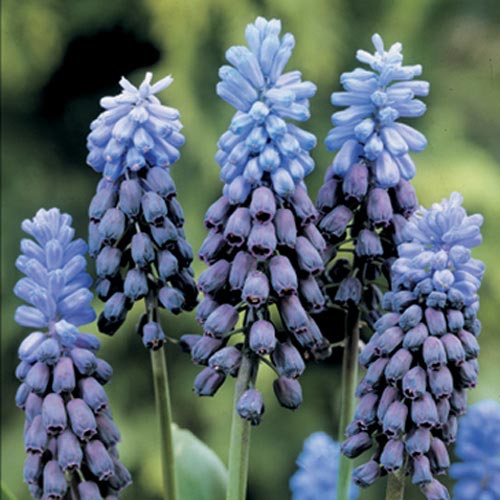 muscari_latifolium.jpg