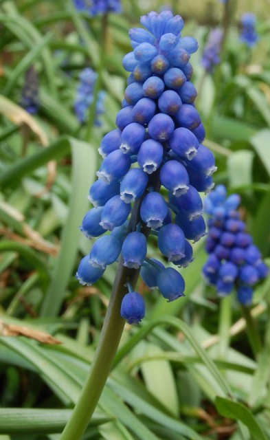 Muscari_Neglectum.jpg