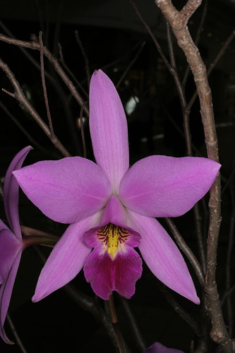 Laelia_anceps.jpg