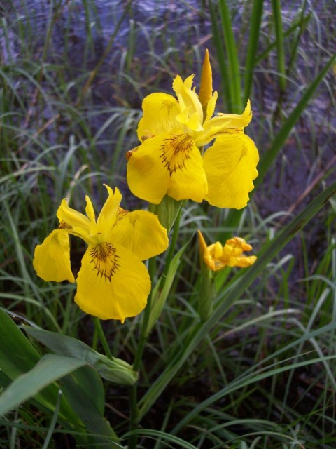 Iris_pseudacorus黃菖蒲.jpg