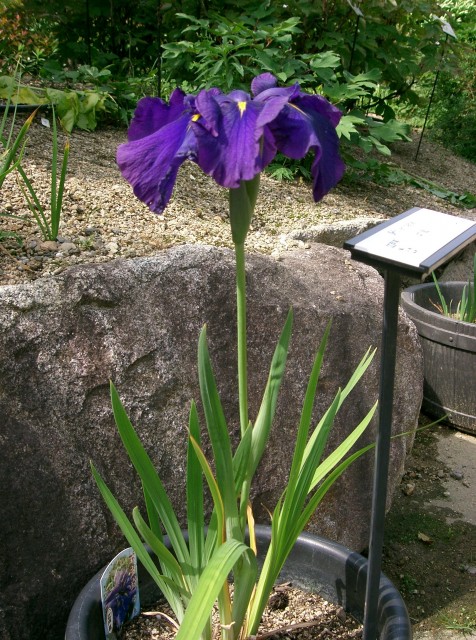 Iris_ensata_var_ensata1花菖蒲.jpg