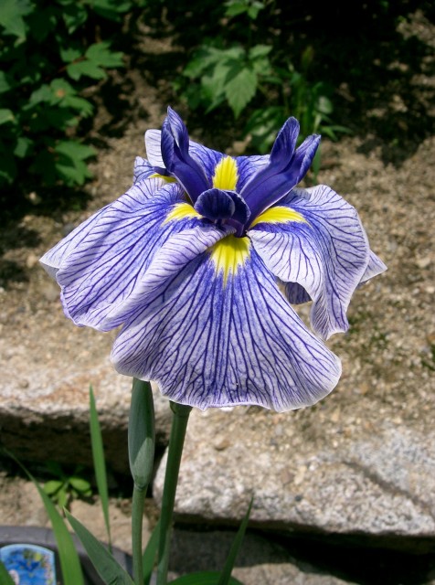 Iris_ensata_cv_Azumakagami東鑑.jpg