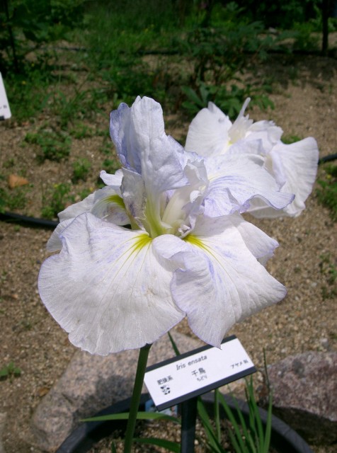 Iris_ensata_cv_chidori千鳥.jpg