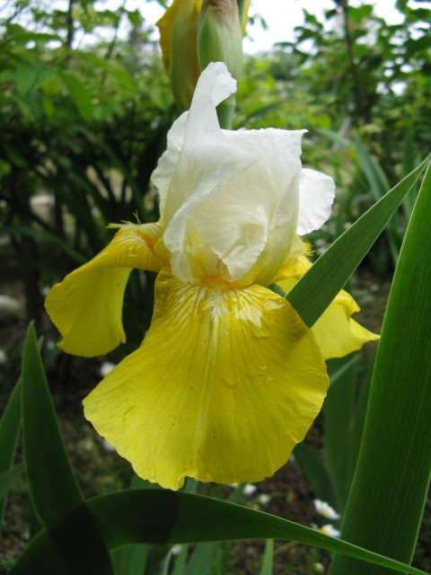 Iris_germanica13.jpg