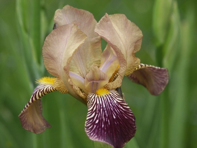 Iris_germanica_250503.jpg