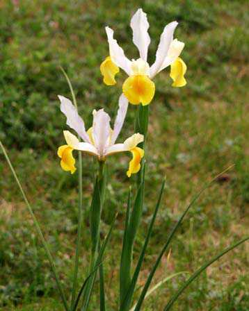 Dutch-iris.jpg