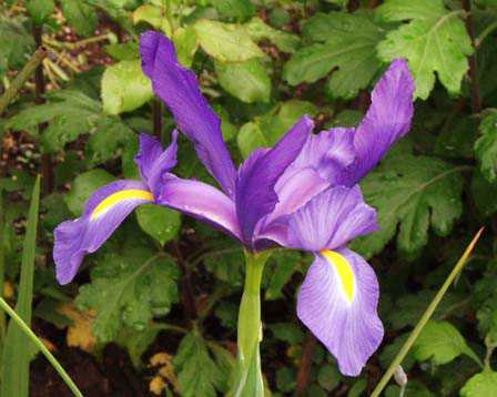 Dutch-iris2.jpg