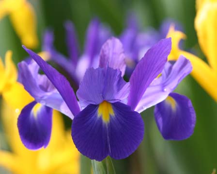 Dutch-iris3.jpg