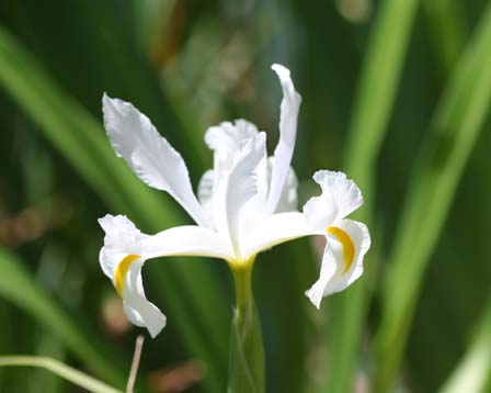 Dutch-iris4.jpg