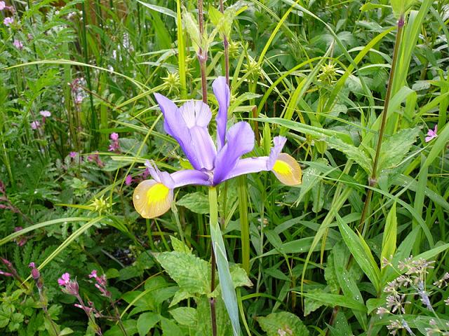 2-800px-Iris-xiphium.jpg