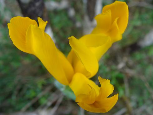 2-Iris_lusitanica_002_-_Monfrague.jpg