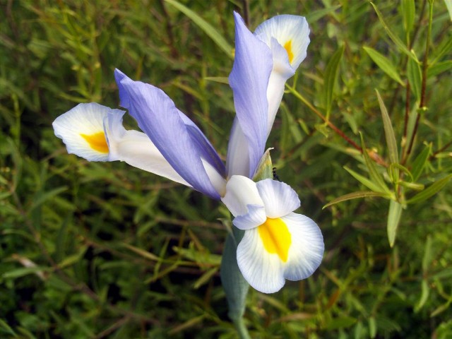 2-Iris_xiphium_FlowerCloseup_17May2009_DehesaBoyaldePuertollano.jpg