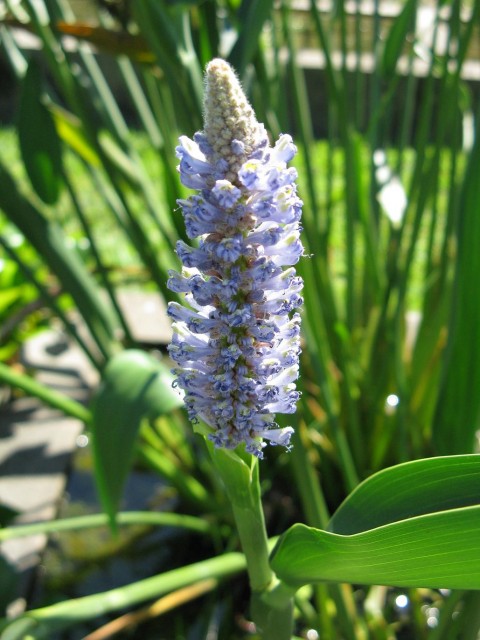 2-Pontederia_lanceolata1.jpg