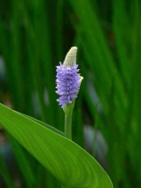 2-Flowers_of_Pontederia_cordata.jpg