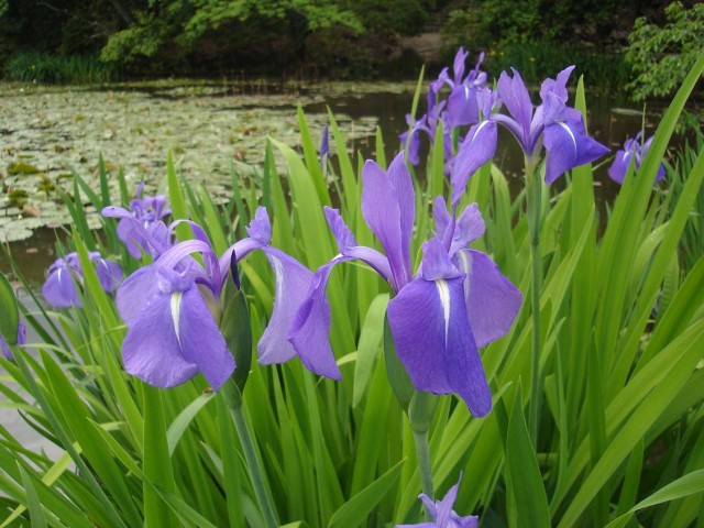 Rabbitear Iris燕子花-杜若.jpg