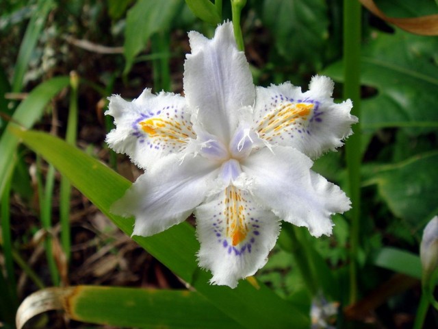 DSC00932iris japonica.jpg