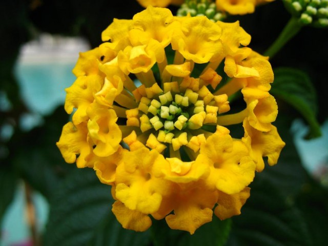 4276_-_Thun_-_Obere_Schleuse_-_Lantana.jpg