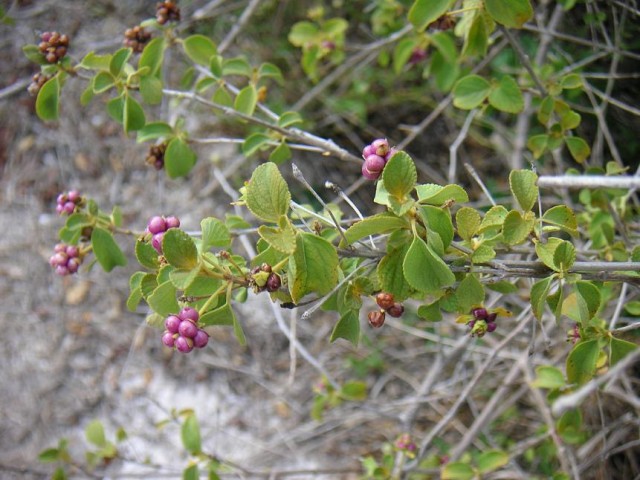 Cayos_pict093-Lantana involucrata.jpg